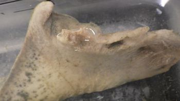 Media type: image;   Invertebrate Zoology 153118 Description: live specimen;
